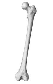 Long bone structure diagram and definitions flashcards quizlet. Scientific Illustration Jennifersmithart Bones Femur Scapula And Bone Drawing Human Anatomy Art Scientific Illustration