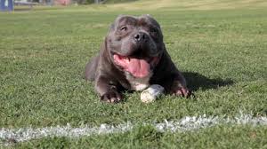 Reputable breeders will screen their breeding stock to avoid passing on detectable issues to puppies. Excalibur The 63 000 00 Dog American Bully Kennel De La Loma Bullies Youtube