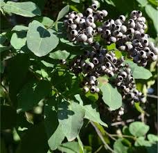 Image result for Eucalyptus torelliana