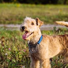 Image result for lakeland teriér