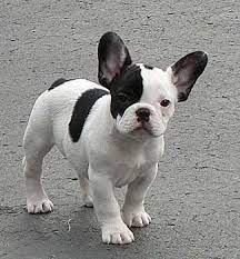 French Bulldog Colors Explained With Photos Petskb