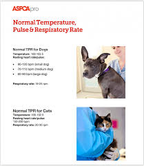 Dogs at rest have a normal respiration rate of 10 to 35 breaths per minute. Normal Tpr For Dogs And Cats Aspcapro