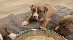 How To Make Puppy Mush Food For 3 Week Old Puppies Youtube