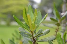 Image result for Rapanea