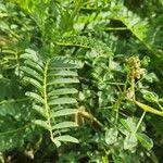 Image result for Astragalus atropilosulus
