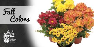 Hornbacher S Department Floral