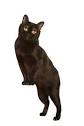 Black Panther Cat Breed | Best Cat Cute Pictures, Meme ...