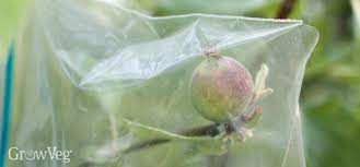 L midwest tree fruit pest management handbook. Protecting Apples From Codling Moths Using Bags