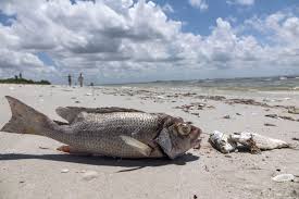 Though red tide is the common term for the phenomenon, many scientists prefer harmful algal bloom, or hab. A Red Tide On Florida S Gulf Coast Has Been A Huge Hit To Tourism The New York Times