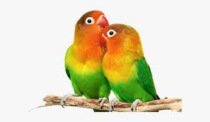 Panjangnya biasanya kurang dari 13 cm. Love Birds Png Hd Transparent Png Transparent Png Image Pngitem