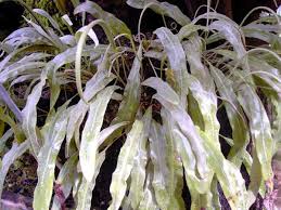 Image result for Elaphoglossum macropodium