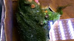 The typical and often recommended methods of combating hair algae in a reef tank includes aggressive skimming after applying the typical methods of hair algae removal in my tank, i discovered that it had absolutely no. Getting Rid Of Green Hair Algae Melev S Reef