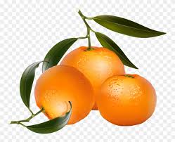 Oranges Clipart Orange Fruit Picture 3030852 Oranges Clipart Orange Fruit To view the full png size resolution click. oranges clipart orange fruit picture