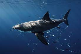 At birth the baby shark is already about 5 feet (1.5 meters) long; An Insight About Baby Great White Sharks Nautilus Liveaboards