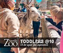 Amarillo Zoo Home Facebook