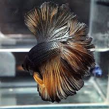 Live Betta Fish Male Copper Mustard Hawk Rosetail Halfmoon Hm Betta Fish Tank Betta Fish Aquarium Fish