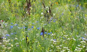 Image result for Emilia juncea