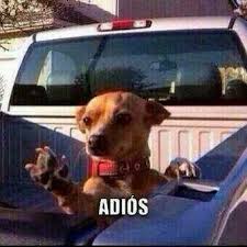 Meme Adios Animals Images Animals Cool Pets