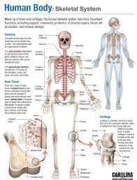A joint can be defined as a point of intersection where two or more bones meet. Human Body Skeletal System Human Skeletal System Skeletal System Anatomy Basic Anatomy And Physiology