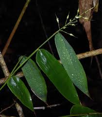 Image result for Olyra latifolia