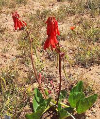 Image result for Napoleonaea gossweileri