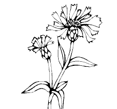 O desenho da sua borboleta pode ser o mais diverso possível, porém, sempre vai ter fazer bem, seja pequeno ou grande, pois pintar uma borboleta é muito divertido. Desenho De Flores De Campo Para Colorir Colorir Com
