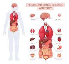 Image result for internal organs