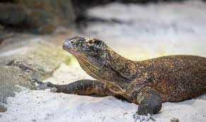 Lob open trip by wooden boat. Dragon De Komodo Zooparc De Beauval