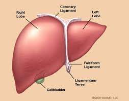 Need a digestive system diagram for kids? 18 Liver Facts For Kids Students And Teachers