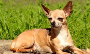 El gober precioso será trasladado a cancún. Unam Advierten Sobre Agresividad En Perros Chihuahua