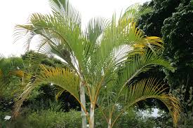 Image result for Dypsis lutescens