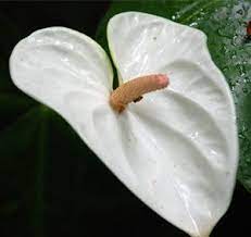 White Anthurium Flowers Dozen Aloha Hawaiian Flowers Anthurium Flower Anthurium Tropical Flower Arrangements