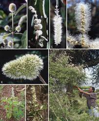 Image result for Cyathula natalensis