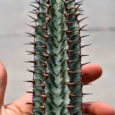 Image result for Euphorbia confinalis