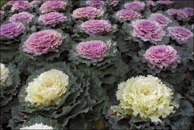 Image result for Brassica