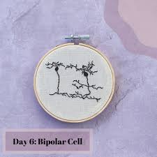Day 6 Visual Bipolar Cells Are Found Along The Visual Pathway And Are A Part Of The Circuitry Of The Retina Bipolar Cells Have The Retina Bipolar Neurons