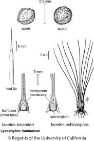Image result for Isoetes schweinfurthii