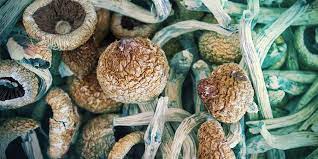 To preserve the pleasant color of the mushrooms after 3 hours, remove the pan from the oven. How To Dry Magic Mushrooms Zamnesia