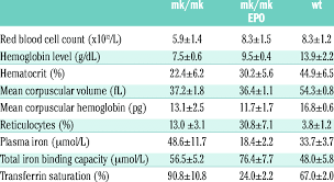 Epo Increases Red Blood Cell Count And Hemoglobin Level And