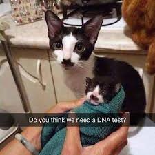 Catsofbali Buddha Buddhistcat Asiancat Funny Cat Memes Funny Animal Photos Cute Funny Animals