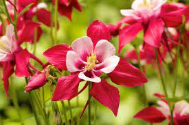 How To Deadhead Columbine Flowers Best Guide