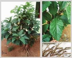 Image result for Vernonia amygdalina
