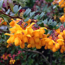 Image result for Berberis darwinii