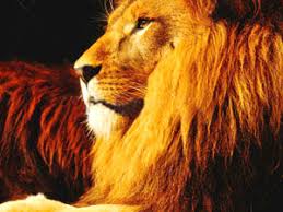 The lion is the symbol of the sun and of gold, medieval alchemists associated lion with sulphur. Lion Spirit Animal Totem Meaning