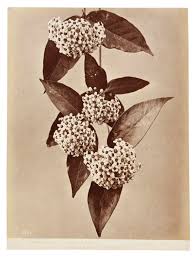 Image result for Rogiera