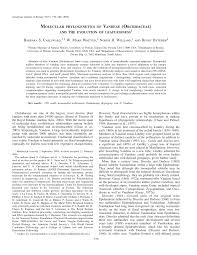 Image result for Rhipidoglossum kamerunense