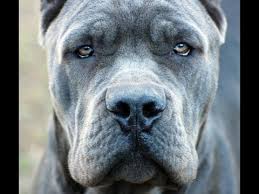 Blue italian mastiff puppies cane corso. Cane Corso Italian Mastiff Drake White Brindle And Blue Cane Corso Dogs Corso Dog