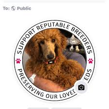 We start walking the puppies when they are a few weeks old to get them used to a leash but we also let them run and play in our fields and forests. Cartier S Royal Red Standard Poodles Home Facebook
