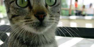 It is believed that cats can tell when a human is set to experience a seizure. Do Cats Have A Sixth Sense Love Meow