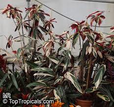 Image result for stromanthe